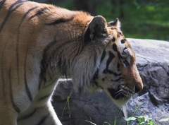 Tiger Stare